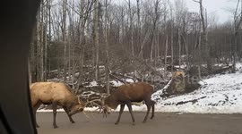 Girl Convinced Two Deer to Stop Fighting in Canada