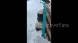 Panda slips away after sounding an alarm in Harbin, China