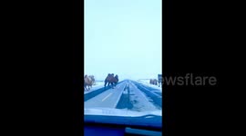 Man Encounters Frolicking Camels While Driving on Highway in Xinjiang, China