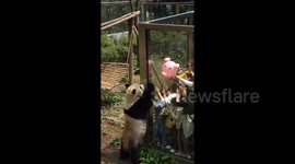 Panda became fascinated by a pink balloon in Guizhou, China