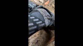 Leeches Cling To Hikers