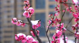 Cold wave hit Yichangi, China