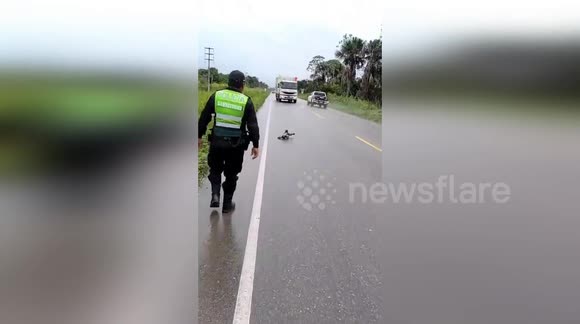 Peruvian Police Rescue Sloth from Near Death on Highway in Campoverde ...
