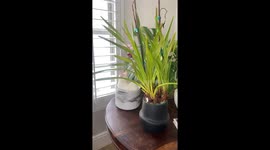 Cat Sprouts From Plant Pot