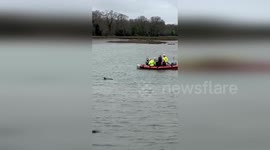 Dolphins Rescued from Peril in Penfoulic Cove, France