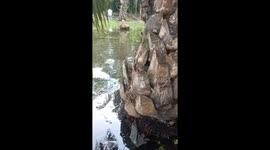 Cat drowning in swamp rescued by passing walker