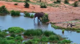 Angry crocodile lunges at elephants twice as they drink from his waterhole