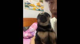 Heartbroken Dog Comforted by Owner's Tender Gesture in China