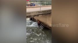 Stray dog drowning in weir rescued by paramedics
