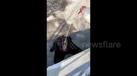 Zoo visitor sparks outrage by pouring goat milk into bear's mouth in China