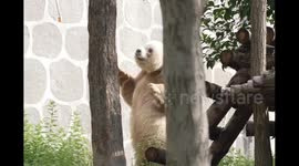 Adorable Panda Enjoys Carrot Feeding in Xi'an, China