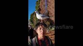 Playful Seagulls Perch on Man's Head in Yunnan, China