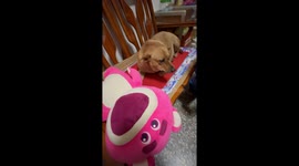 Kelly the 4-year-old dog defends toy with vigilance in Taichung, Taiwan