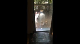 German Shepherd Opens the Door For Her Friends