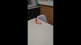 Cat burglar: Mickey's sausage heist caught on camera in Gomel, Belarus