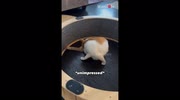 temp