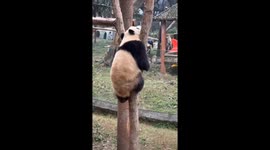 Playful Pandas Engage in Friendly Wrestle at Chinese Zoo in Southwest China