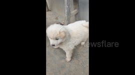 The dog stands in front of the puppy and protects him in Guiyang, China