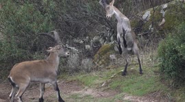 Wildlife photographer amazed as he witnesses two male ibex going head to head
