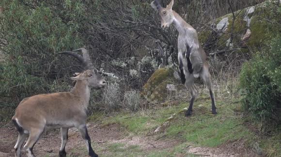Wildlife photographer amazed as he witnesses two male ibex going head to head