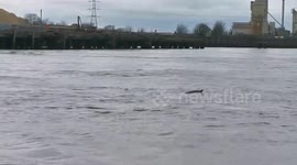 Three dolphins spotted in River Thames