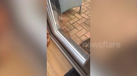 Woman finds giant rat on her back doorstep