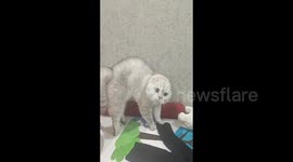 A cat arches its body in Changchun, China