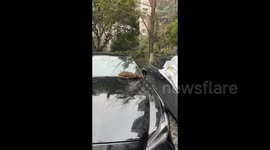 Cat sleeping on the front hood of a car in Chengdu, China