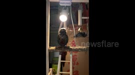 Parrot drying off after a bath under fluorescent lights in Foshan, China
