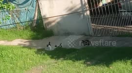 Gatitos jugando en la vereda en un día soleado antes de las fechas navideñas