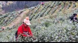 Villagers Pick Early Spring Tea in Chongqing, China