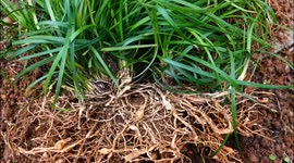 Traditional medicine plants in Yichang, China