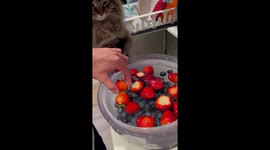 Playful paws: Siberian forest kitten joins strawberry wash in Vancouver