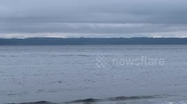 Pod of killer whales leap out of water just metres away from onlookers stood on beach