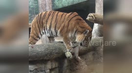Thirsty Tiger Walks Into Water at Zoo in Milwaukee County, USA