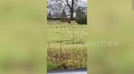 Rare wolverine caught on camera