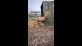 Red Deer Stag In His Emo Era