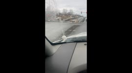 Cute Ermine Hitches a Ride