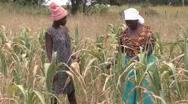 Crops wither in Zimbabwe as dry spell bites