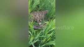 A crocodile entered farm lands in South India farmers scared