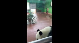 Adorable Panda Delights Visitors with Playful Spin in Chinese Zoo