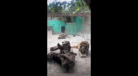 Furious lion lunges at gawping zoo visitors