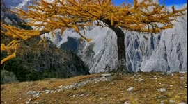 A Beautiful Tree on The Snow Mountain in Lijiang, China