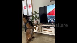 Retired police dog responds to 'salute' command while watching flag raising ceremony on TV