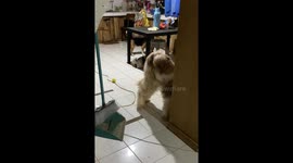 Shih Tzus Lean On Each Other