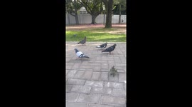 Bird Makes Friends With Park Pigeons