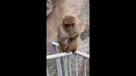 Tourist's crab stick prank on monkey backfires in northern China