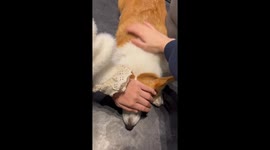 Expert Dog Whisperer Puts Entire Dog Cafe to Sleep in China