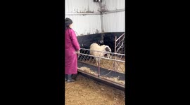 Chinese Woman Sings Mongolian Songs for Ewe to Persuade Her to Feed Lamb