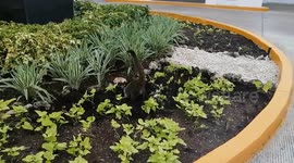 Tourist finds wild coati digging up garden of Mexican hotel